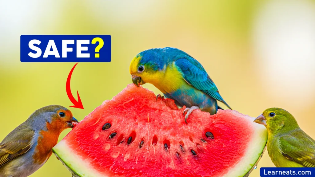 Birds Eat Watermelon