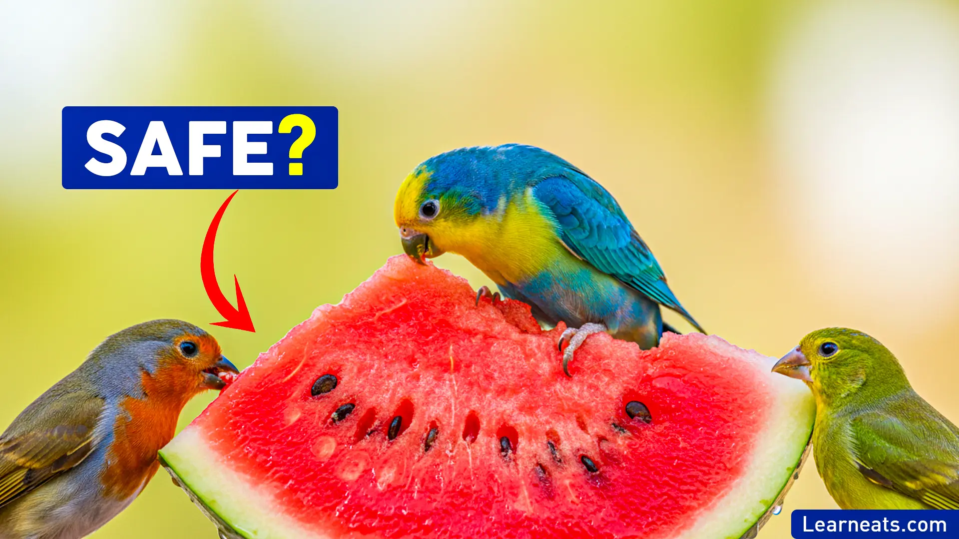 Birds Eat Watermelon