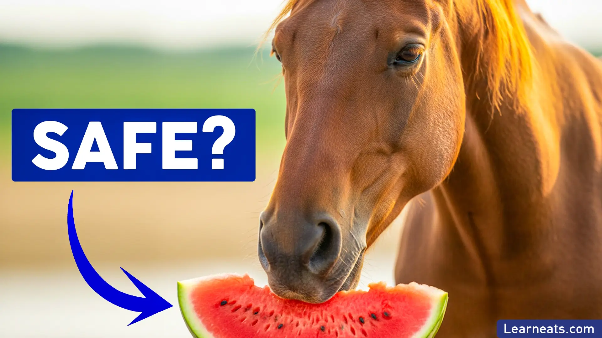 Can Horses Eat Watermelon