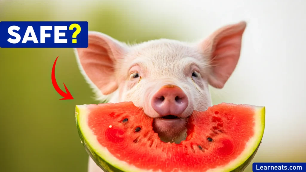 Pigs Eat Watermelon - Learn Eats