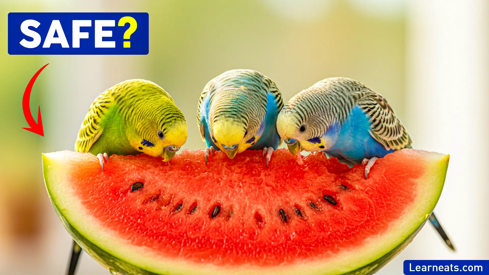 Budgies Eat Watermelon