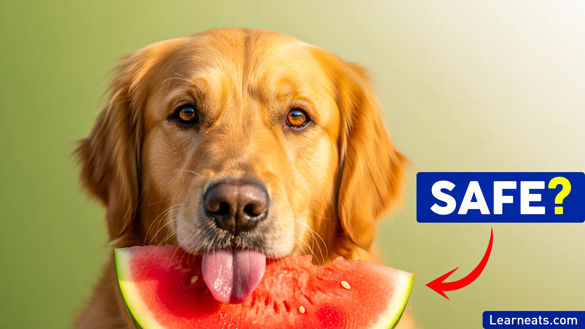 Can Dogs Eat Watermelon