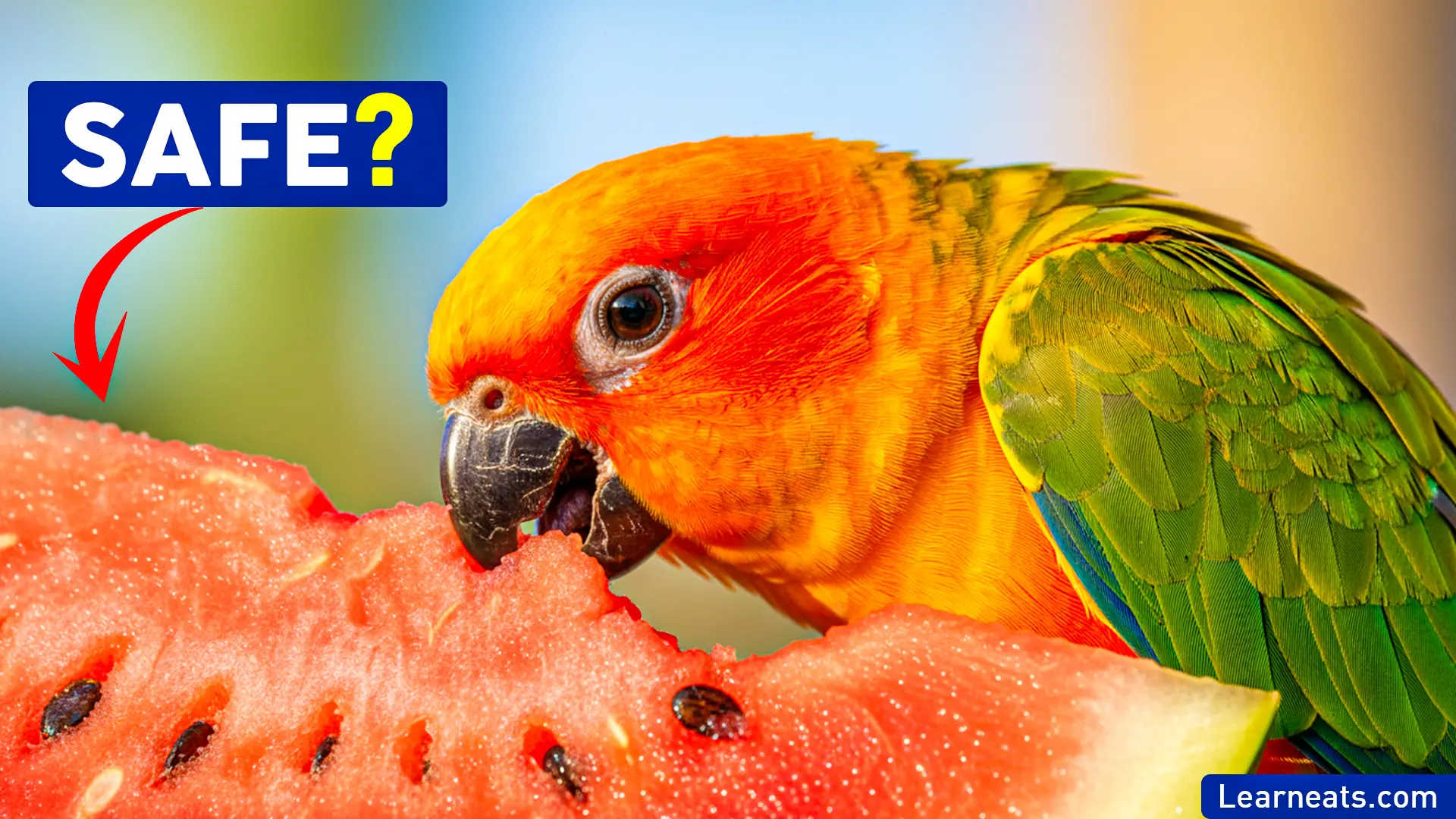 Can Parrots Eat Watermelon