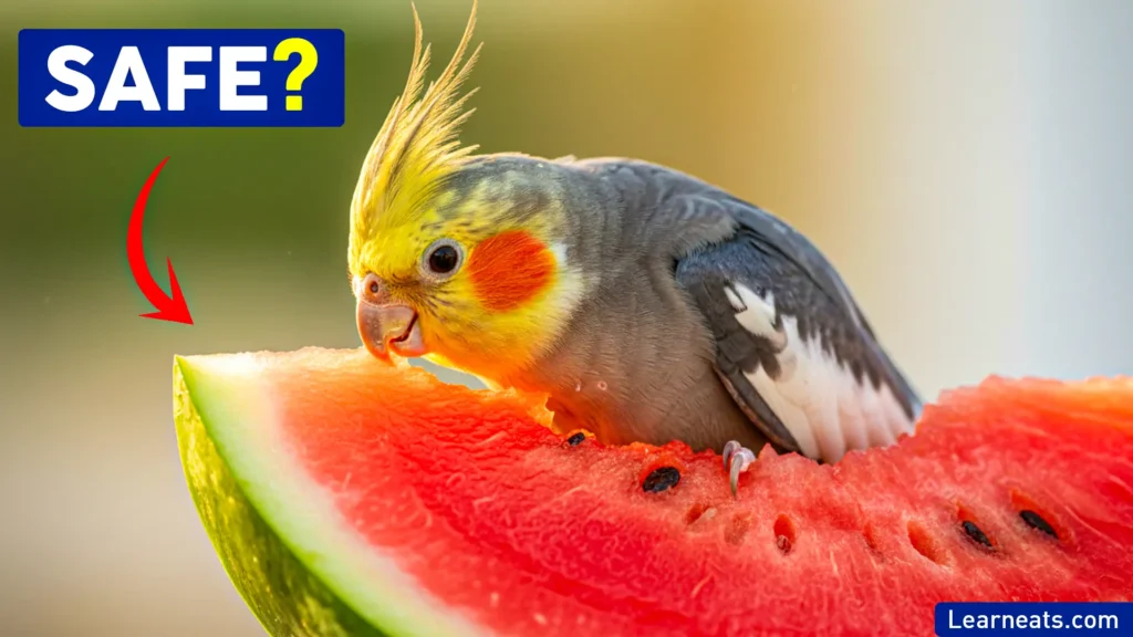 Cockatiels Eat Watermelon