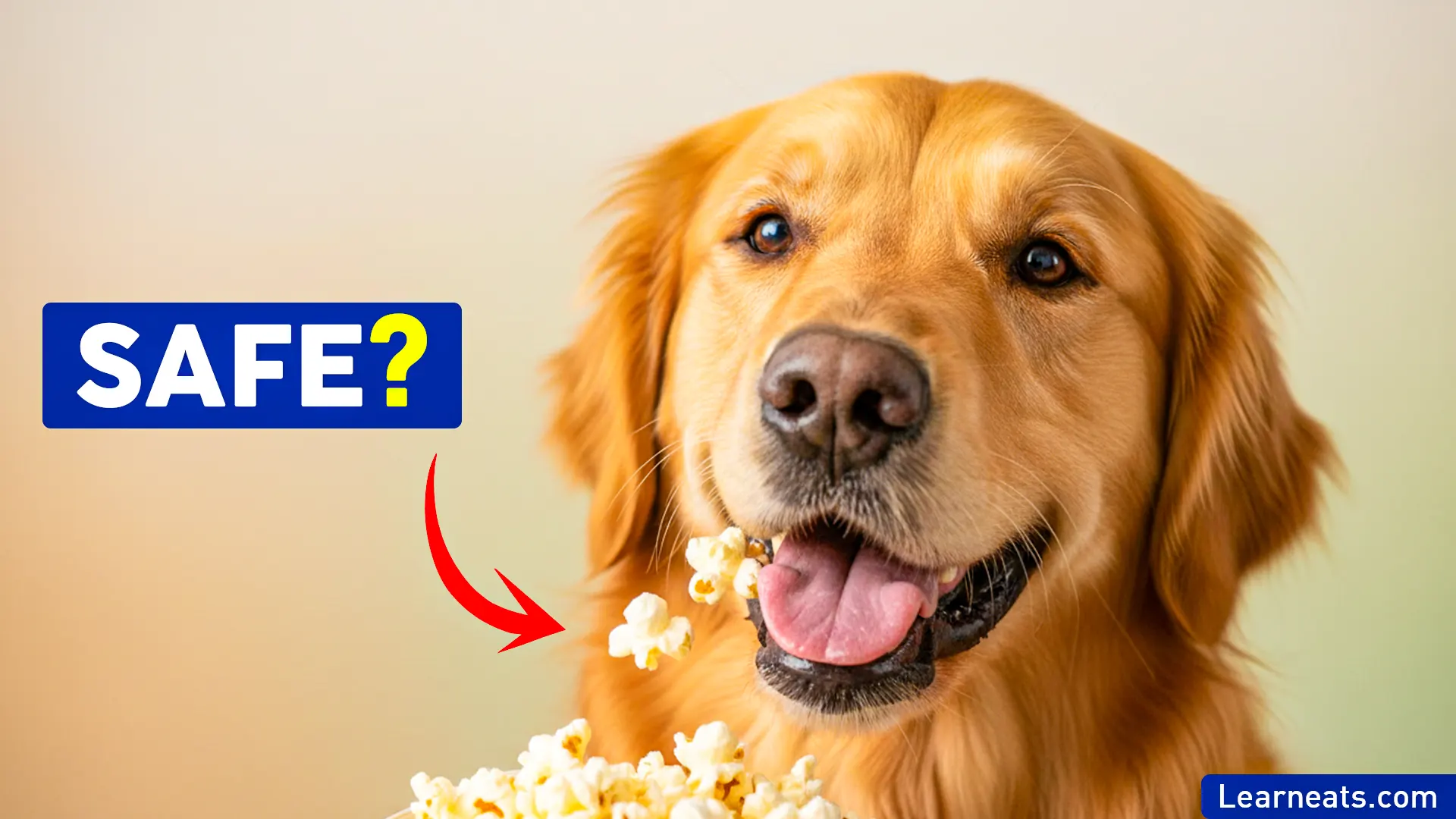 Dogs Eat Popcorn