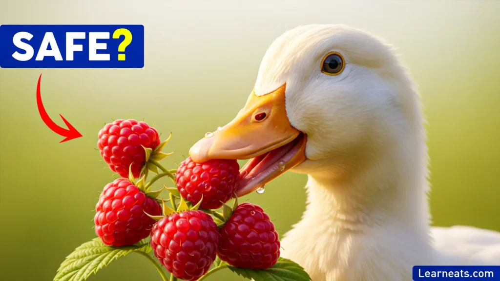 Ducks Eat Raspberries