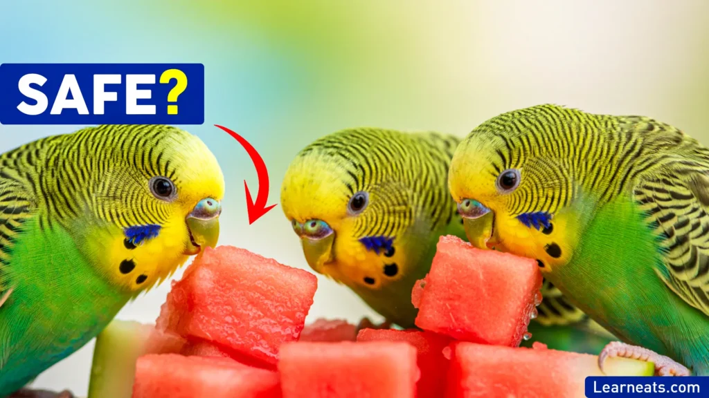 Parakeets Eat Watermelon