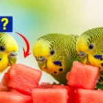 Parakeets Eat Watermelon