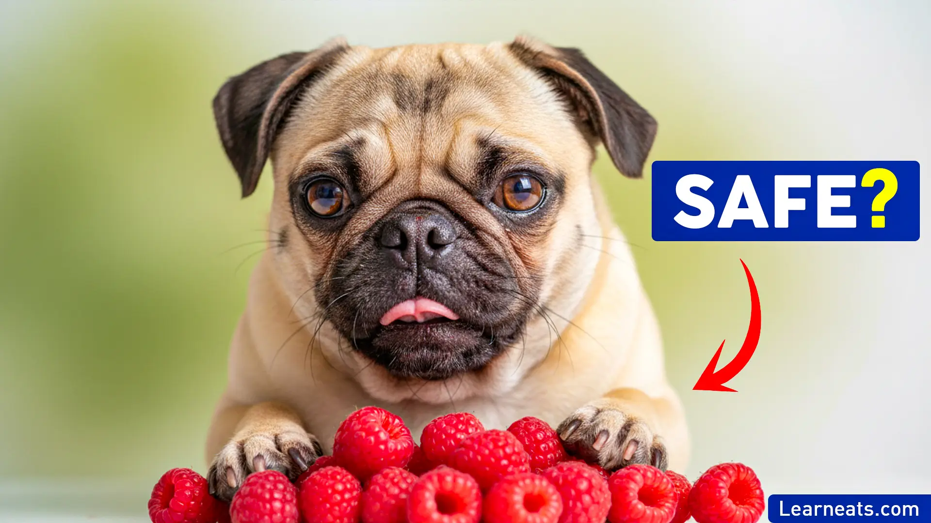 Pugs Eat Raspberries