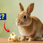 Rabbits Eat Popcorn