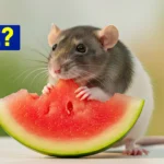 Rats Can Eat Watermelon