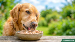 can dogs eat ground turkey