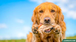 can dogs eat turkey meat