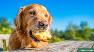 Dogs Eat Baked Potatoes