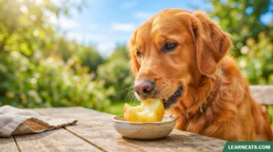Dogs Eat Cooked Potatoes